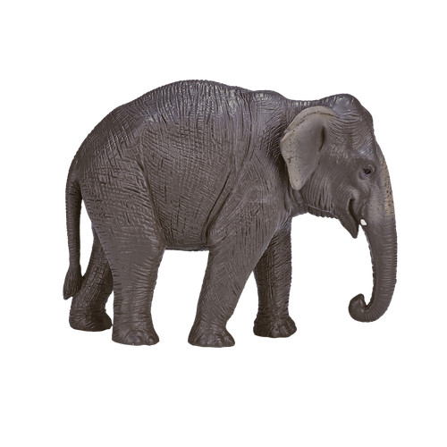 Mojo asian elephant wild - asian,