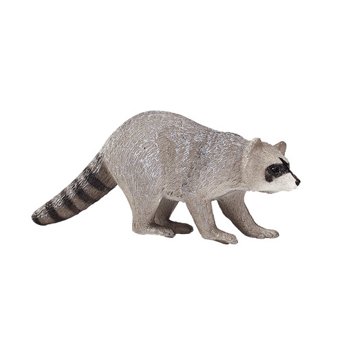 Mojo raccoon wild - wild, animals