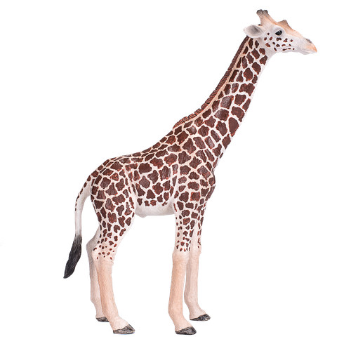 Mojo giraffe male - mojo, wild