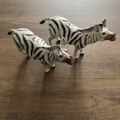 Zebra wild zoo animals - zebra, play