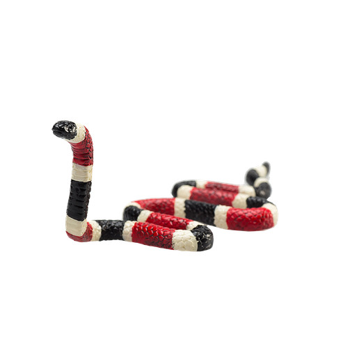 Mojo coral snake wild - snake,