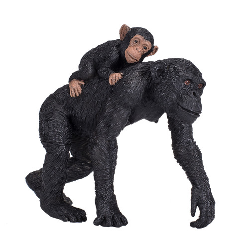 Mojo chimpanzee with - mojo, wild