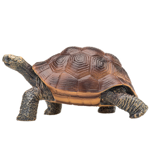 Mojo galapagos tortoise wild - mojo,