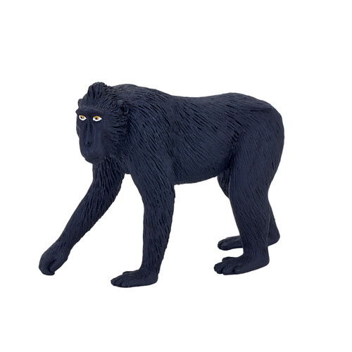 Black crested macaque - black, wild