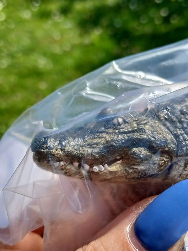 Schleich alligator - alligator, (chipped)