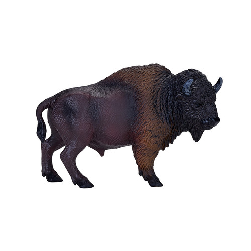 Mojo american bison - american, zoo